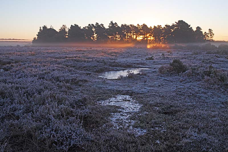 C01D2922 Sunrise over Slufters Inclosure Copyright Mike Read.jpg - View from Ocknell Plain to Slufters Inclosure